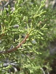 Juniperus monosperma