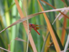 Libellula croceipennis