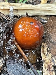 Calostoma cinnabarinum