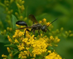 Isodontia