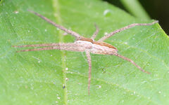 Pisaurina mira