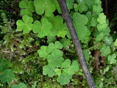 Oxalis acetosella
