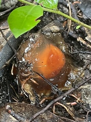 Calostoma cinnabarinum