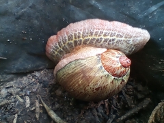Plekocheilus succineoides