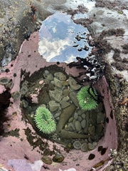 Anthopleura xanthogrammica