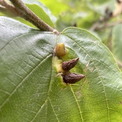 Hormaphis hamamelidis