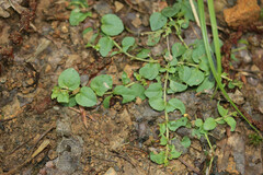 Veronica serpyllifolia