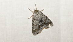 Acronicta