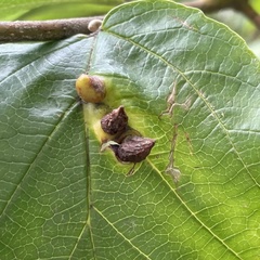Hormaphis hamamelidis