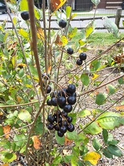 Aronia melanocarpa