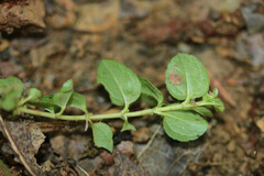 Veronica serpyllifolia