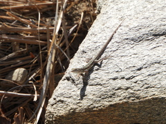 Uta stansburiana elegans