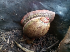 Plekocheilus succineoides