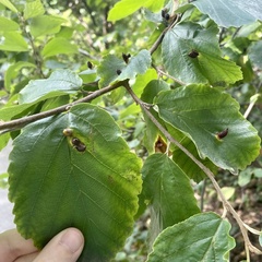 Hormaphis hamamelidis