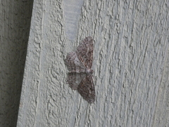 Neoalcis californiaria