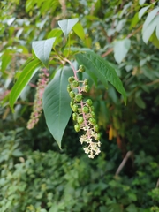 Phytolacca americana