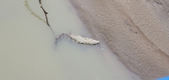 Crocodylus acutus