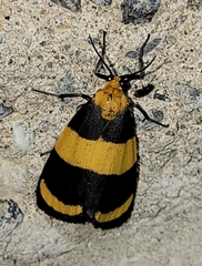 Eudesmia arida