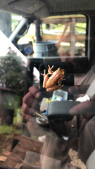 Hyla