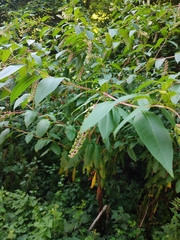 Phytolacca americana