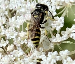 Ectemnius
