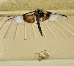 Libellula luctuosa