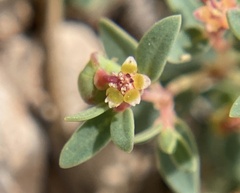 Euphorbia fendleri