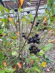 Aronia melanocarpa