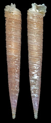 Latitriphora maxillaris
