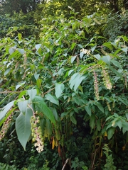 Phytolacca americana