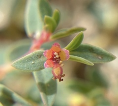 Euphorbia fendleri