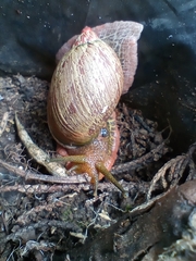 Plekocheilus succineoides