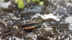 Stenobothrus rubicundulus