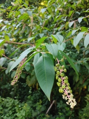 Phytolacca americana