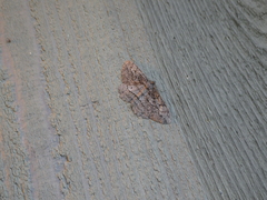 Neoalcis californiaria