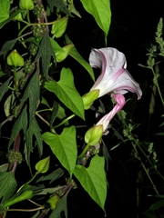 Calystegia sepium spectabilis