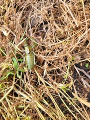 Anabrus simplex