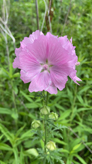 Malva moschata