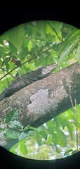 Ctenosaura similis