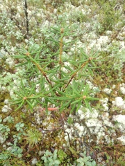 Rhododendron tomentosum