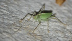 Meconema thalassinum