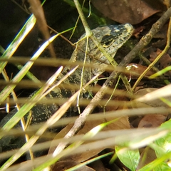 Ctenosaura similis