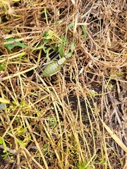 Anabrus simplex