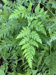 Dryopteridaceae