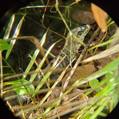 Ctenosaura similis