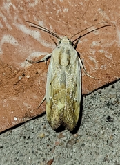 Ponometia pulchra