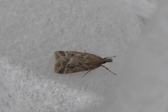 Eudonia pallida