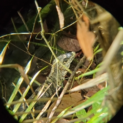 Ctenosaura similis