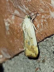 Ponometia pulchra
