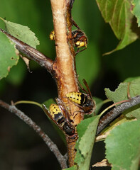Vespa crabro